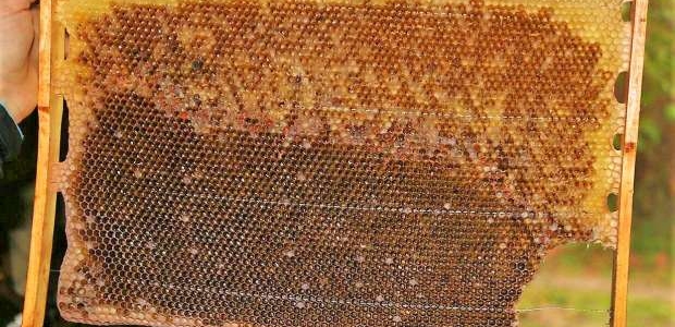 <p style="text-align:justify">Gaujas Nacionālā parka teritorijā, bezgala gleznainā vietā, ir Mārtiņa bišu drava, 40 bišu saimes. <span style="color:black">Ā</span>beļu, plūmju, korinšu, aveņu, kļavu, ozolu, pļavu ziedi un viršu ziedputekšņi, to burvīgā smarža un ārstnieciskās īpašības pārtop vislielākajā latviešu kārumā – medū. Mārtiņš prot ļoti interesanti stāstīt par to, kā bites strādā, kā veido bišu saimes dzīvi un kādas ir to attiecības ar savu kopēju. Mārtiņš ir bitenieks kopš 1992. gada. Savu produkciju – medu, ziedputekšņus, bišu maizi un vaska sveces viņš pārdod Straupes lauku labumu tirdziņā Straupes Zirgu pastā un savā saimniecībā.</p>

<p> </p>

<p>Mārtiņa saimniecību var arī apskatīt, iepriekš piesakoties. Tad var baudīt ne tikai ainavu, bet arī redzēt, kā izsviež medu un gatavo sveces.</p>